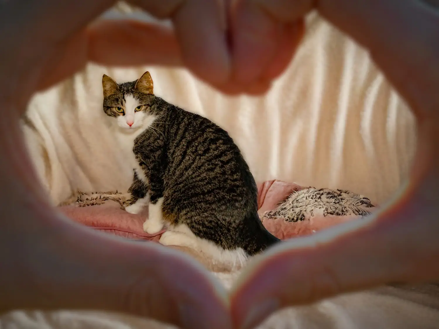 Katze von Medium/ Tierkommunikatorin Kristin Duschek