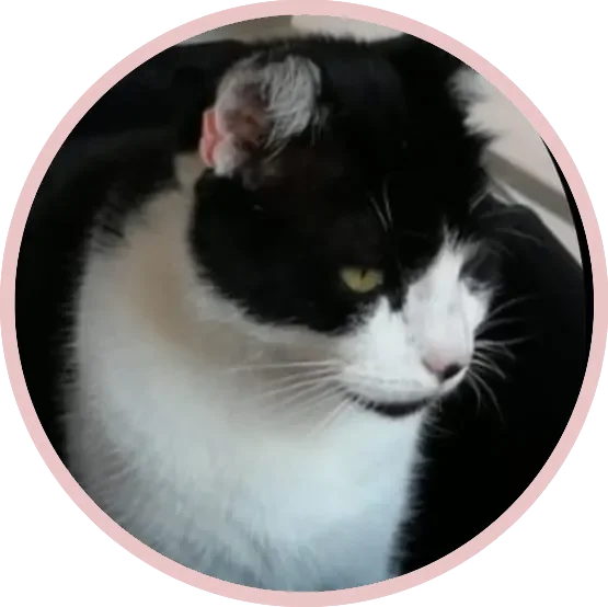 Katze von Medium/ Tierkommunikatorin Kristin Duschek