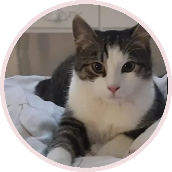 Katze von Medium/ Tierkommunikatorin Kristin Duschek